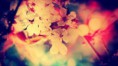 /album/kepek-/blossom-masolata-jpg/